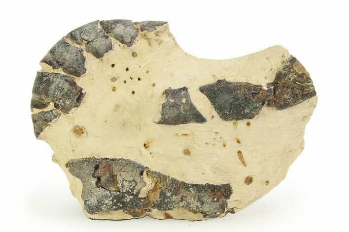 Eocene Lobster (Hoploparia) Fossil - England #351033